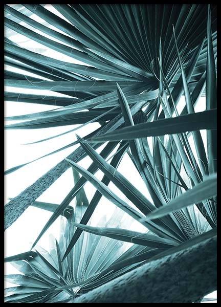 Bismarck Palm No1 Poster en el grupo  Pósters / Fotografías con Desenio AB (10128)