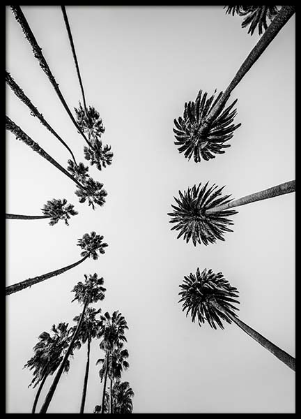Palm Trees Above Poster en el grupo  Pósters / Blanco y negro con Desenio AB (10234)