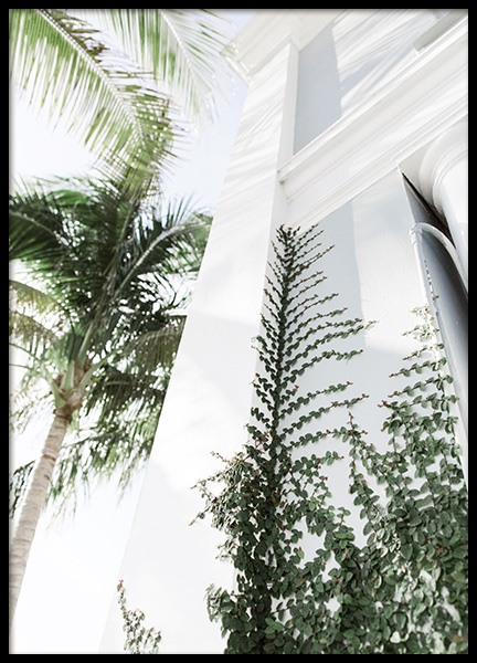 Climbing Plant Poster en el grupo  Pósters / Naturaleza con Desenio AB (10628)