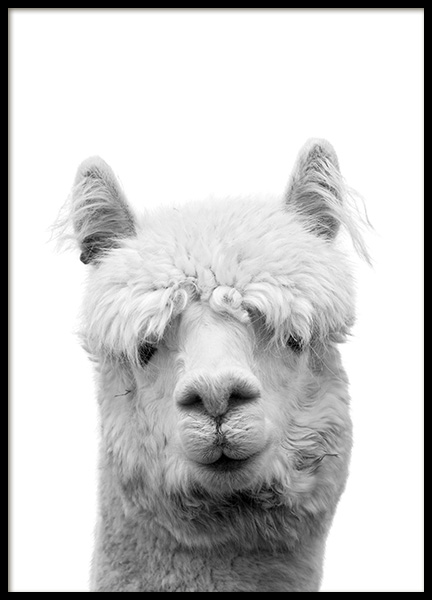 Lama B&W Poster en el grupo  Pósters / Blanco y negro con Desenio AB (10657)
