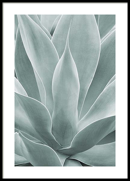 Agave Leaves No1 Poster en el grupo  Pósters / Fotografías con Desenio AB (11659)