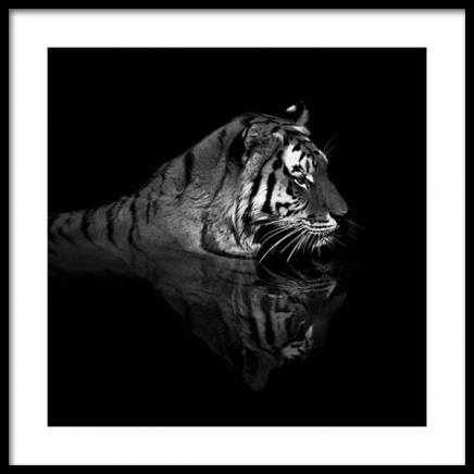 Tiger in Water Poster en el grupo  Pósters / Fotografías con Desenio AB (11688)