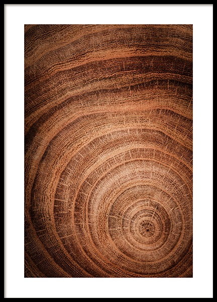 Growth Rings Poster en el grupo  Pósters / Naturaleza con Desenio AB (11873)