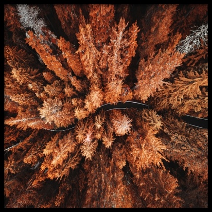 Autumn Colors Poster en el grupo  Pósters / Naturaleza con Desenio AB (11875)