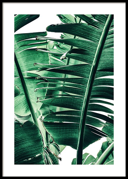Banana Palm Leaves No1 Poster en el grupo  Pósters / Fotografías con Desenio AB (12052)