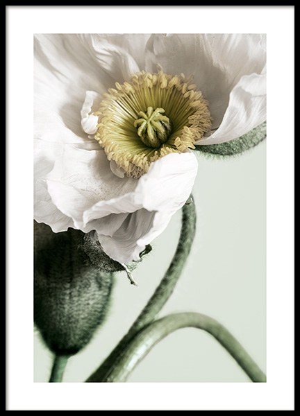 White Poppy Close Up Poster en el grupo  Pósters / Fotografías con Desenio AB (12319)