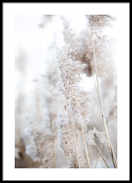 In the Reeds No1 Poster en el grupo  Pósters / Fotografías con Desenio AB (12423)