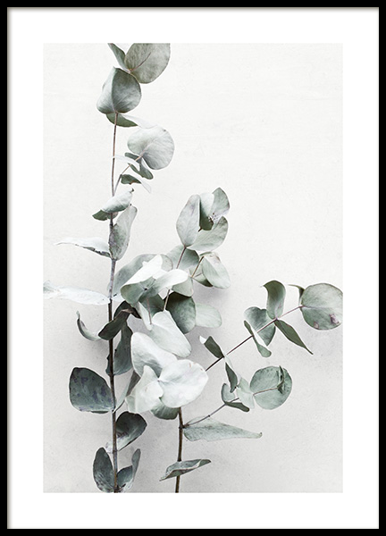 Eucalyptus Twigs No1 Poster en el grupo  Pósters / Fotografías con Desenio AB (13010)