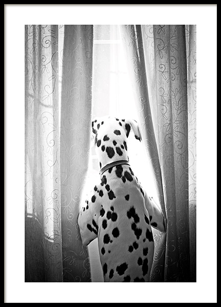 Dog in Window Poster en el grupo  Pósters / Animales /  con Desenio AB (13593)