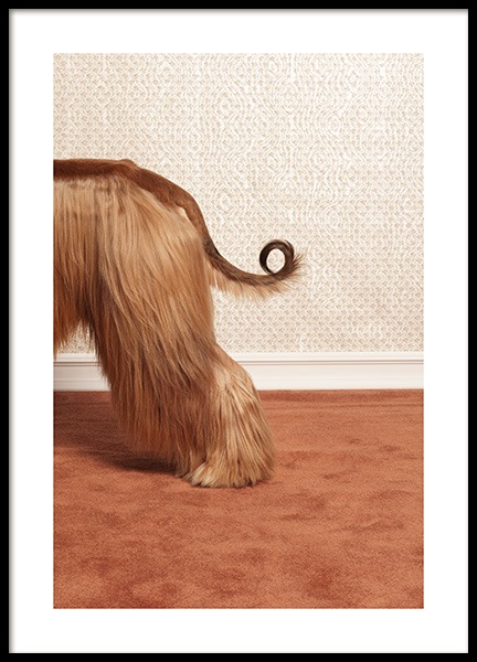 Afghan Hound Poster en el grupo  Pósters / Animales /  con Desenio AB (13594)