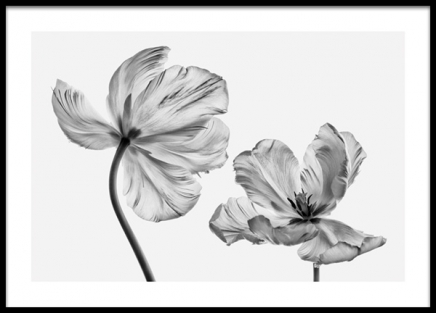 Black and White Tulips Poster en el grupo  con Desenio AB (13613)