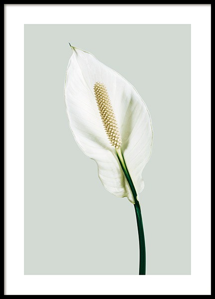 Peace Lily Poster en el grupo  Pósters / Botánica / Flores con Desenio AB (13979)