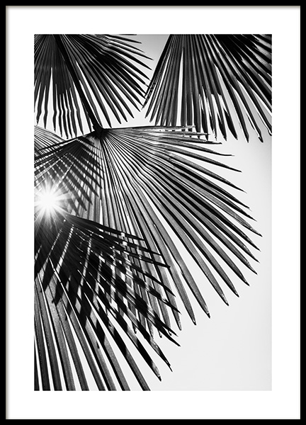 Sunlight Through Palm Leaves Poster en el grupo  Pósters / Botánica / Palmeras con Desenio AB (14574)