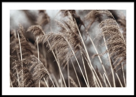 Dried Field Poster en el grupo  Pósters / Fotografías con Desenio AB (14906)
