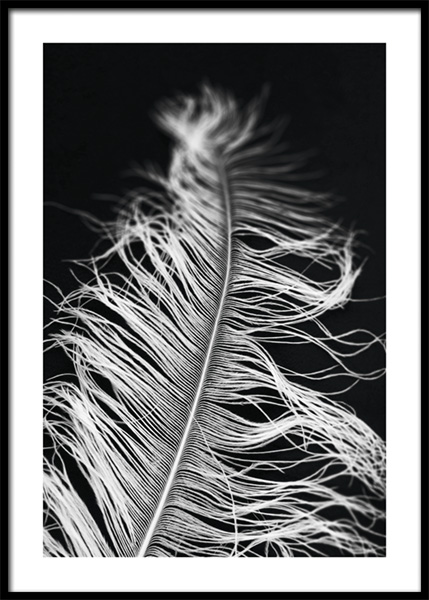 Feather in The Dark Poster en el grupo  Pósters / Fotografías / Blanco & Negro con Desenio AB (14930)