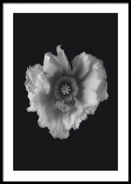Poppy in Mono Poster en el grupo  Pósters / Botánica / Flores con Desenio AB (14931)