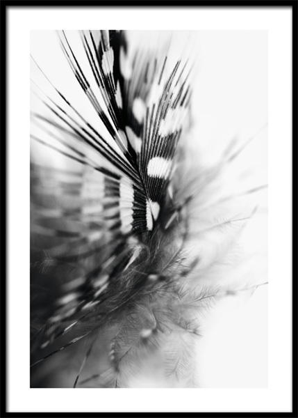 Spotted Feather Poster en el grupo  Pósters / Fotografías / Blanco & Negro con Desenio AB (14936)