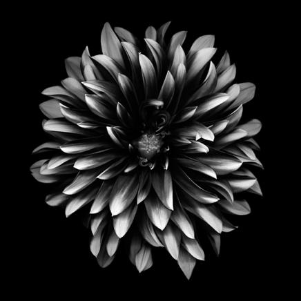 Dahlia Poster en el grupo  Pósters / Blanco y negro con Desenio AB (2574)