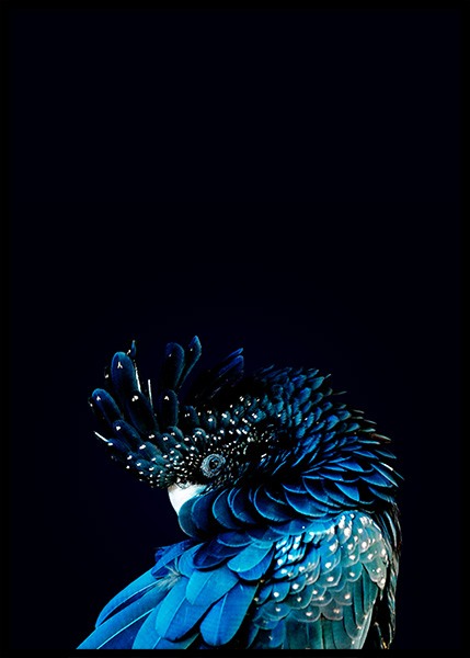 Blue Cockatoo Poster en el grupo  Pósters / Fotografías con Desenio AB (2730)