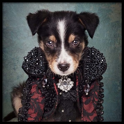 Puppy Portrait 2 Poster en el grupo  Pósters / Pósters infantiles con Desenio AB (3726)