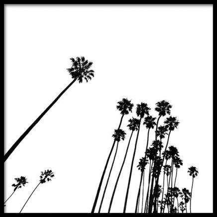 Venice Beach Palm Trees No2 Poster en el grupo  Pósters / Blanco y negro con Desenio AB (3777)