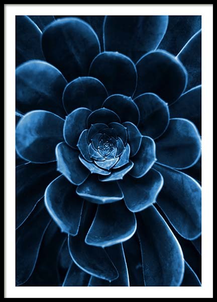 Blue Succulent Poster en el grupo  Pósters / Fotografías con Desenio AB (3826)