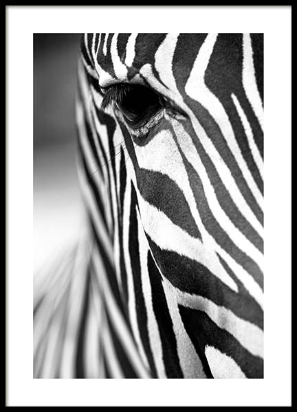 Zebra Close Up Poster en el grupo  Pósters / Blanco y negro con Desenio AB (3855)