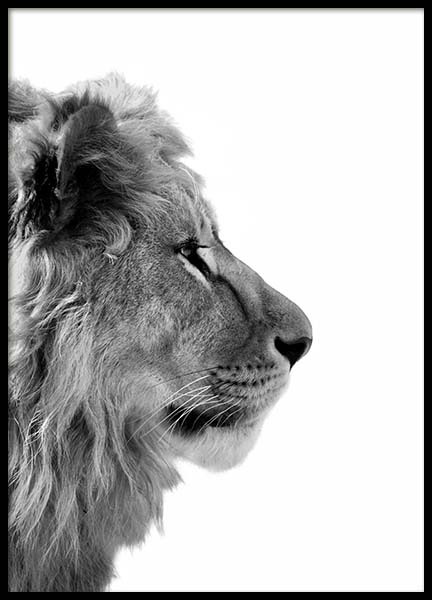 Lion From Side Poster en el grupo  Pósters / Blanco y negro con Desenio AB (3892)