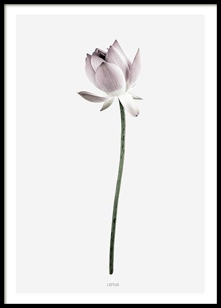 Bonito cuadro con fotografía de una flor de loto en rosa