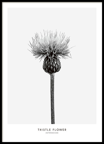 Thistle Flower, Print en el grupo  Pósters / Blanco y negro con Desenio AB (7937)