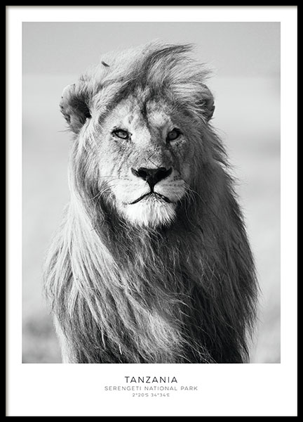 Póster con una fotografía en blanco y negro de un león para una decoración de pa