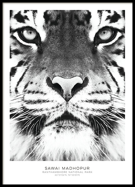 Print en blanco y negro con fotografías artísticas y tigres. Elegantes print en 