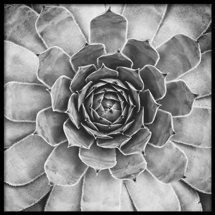 B&W Cactus Plant, Posters en el grupo  Pósters / Blanco y negro con Desenio AB (8583)