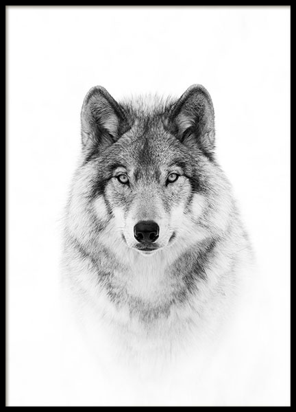 Wolf Poster en el grupo  Pósters / Blanco y negro con Desenio AB (8693)
