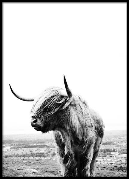 Highland Cow Poster en el grupo  Pósters / Fotografías con Desenio AB (8825)