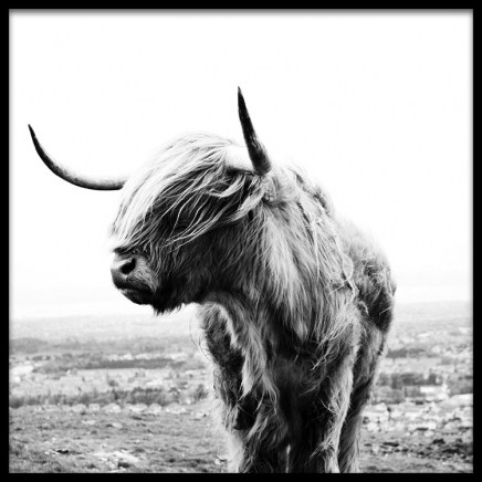 Highland Cow B&W Poster en el grupo  Pósters / Animales con Desenio AB (8826)