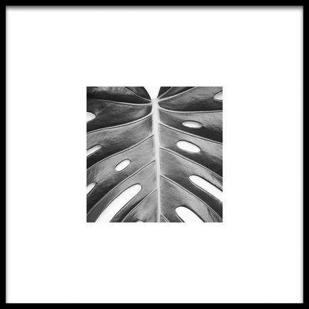Monstera Deliciosa Poster en el grupo  Pósters / Blanco y negro con Desenio AB (8955)