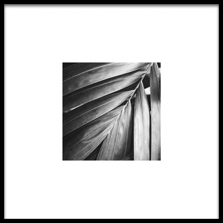 Palm Tree Leaf Poster en el grupo  Pósters / Blanco y negro con Desenio AB (8956)