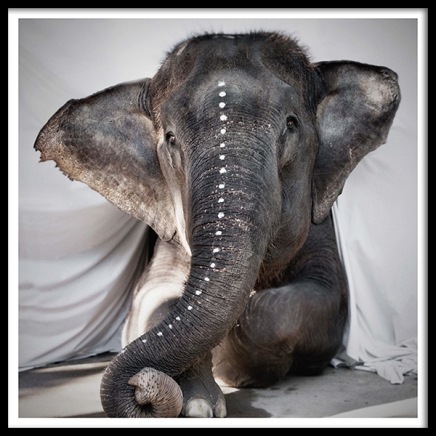 Love Warriors Adele Poster en el grupo  Pósters / Fotografías con Desenio AB (Pre5631)