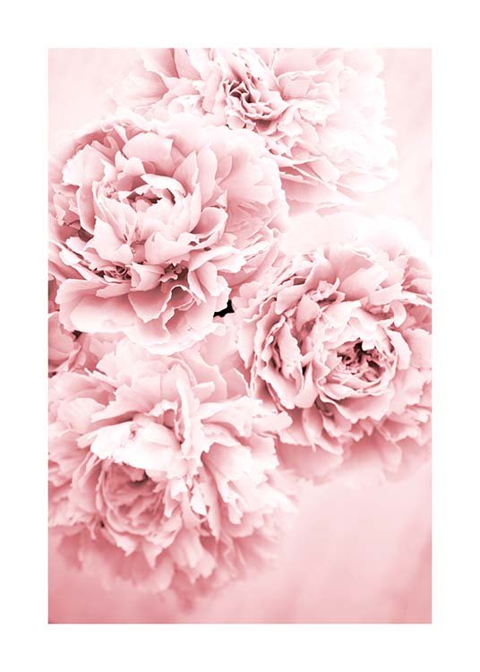 Pink Dream Poster / Fotografías con Desenio AB (10054)