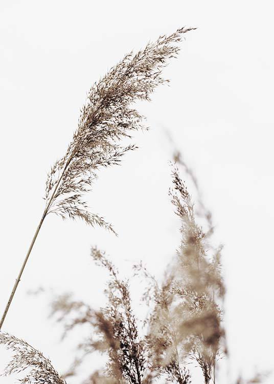  – Fotografía de naturaleza; hierba seca color beis y un fondo gris claro