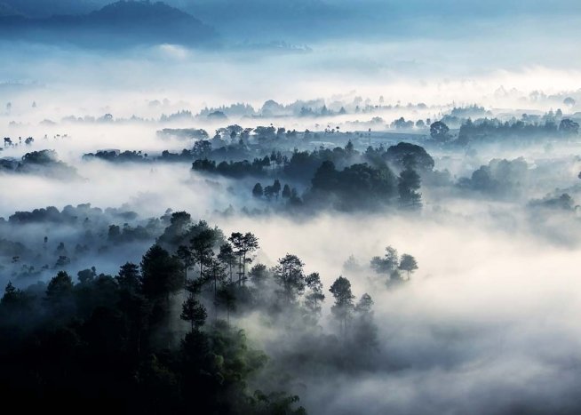 Misty Rainforest Poster / Naturaleza con Desenio AB (10241)