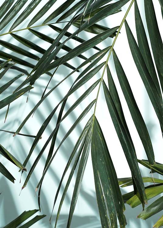 Palm Leaves Shadow No1 Poster / Fotografías con Desenio AB (10284)