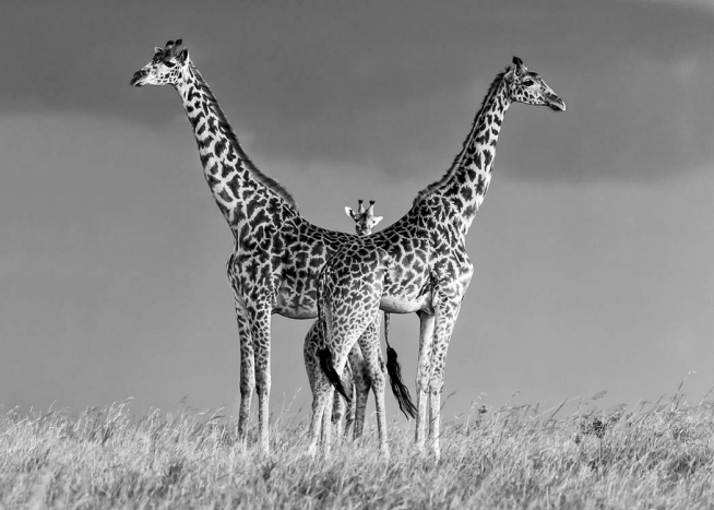 Giraffe Family Poster / Blanco y negro con Desenio AB (10399)