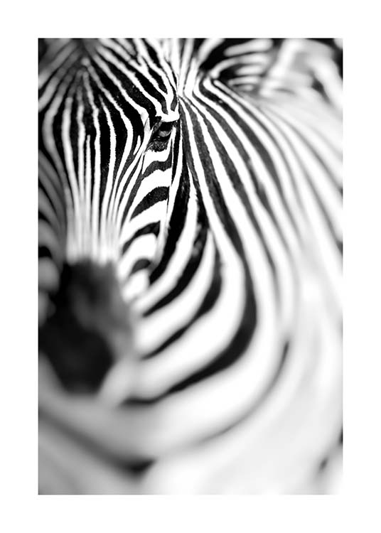 Zebra Portrait Poster / Blanco y negro con Desenio AB (10400)