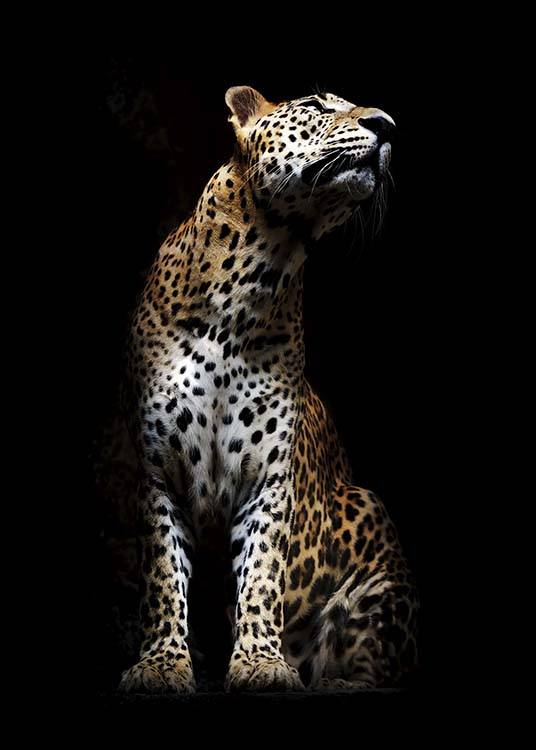 Leopard In Light Poster / Fotografías con Desenio AB (10404)