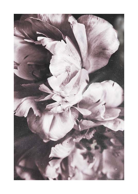 Tulip Dream  Poster / Fotografías con Desenio AB (10417)