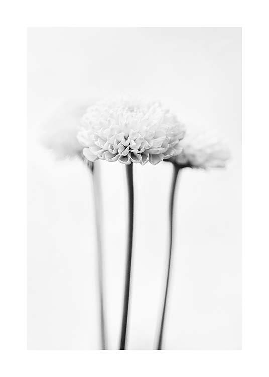 White Chrysanthemums Poster / Blanco y negro con Desenio AB (10421)