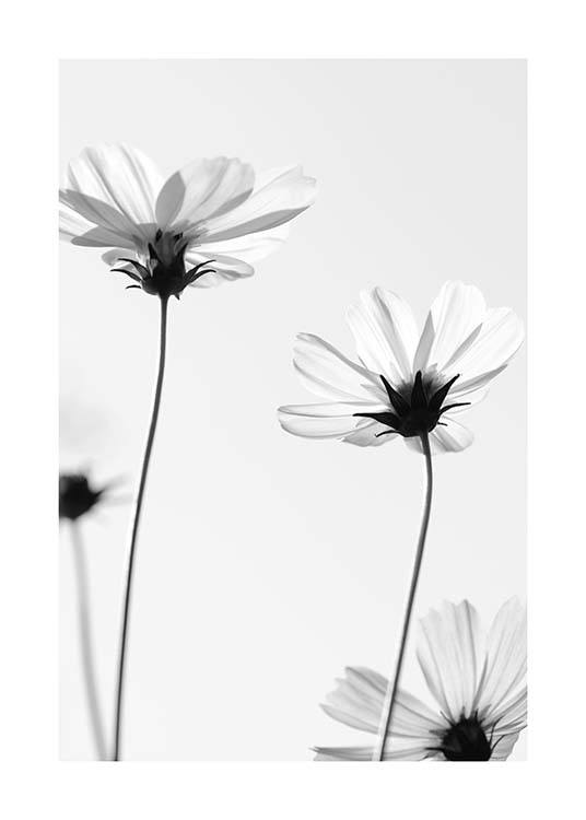 White Cosmos Flowers Poster / Blanco y negro con Desenio AB (10422)