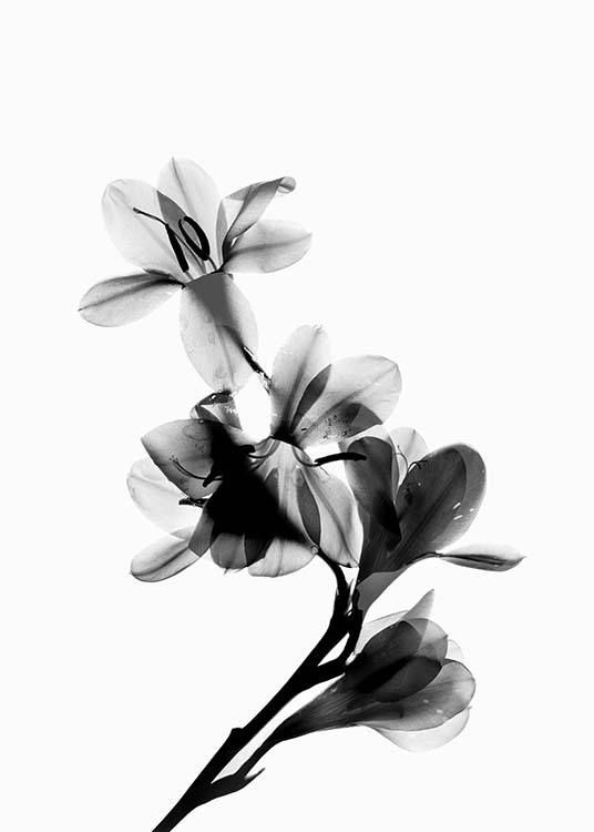 Scanned Flower Poster / Blanco y negro con Desenio AB (10425)